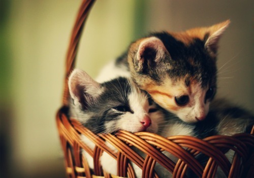 puzzle-kitten-basket.jpg